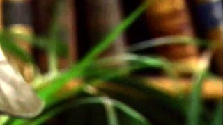 Hardcore Fucking Scenes with Blowjob Giving Brunettes