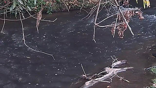 Strangers Are Caught Having Sex at the Waterfall.