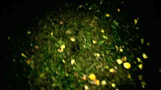 College Amateur Girls Throw Group Sex Party