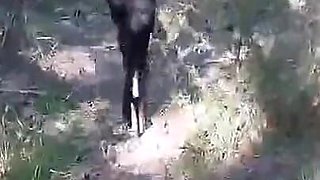High Heels and Walking in the Woods